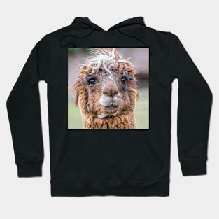 Llama Hoodie